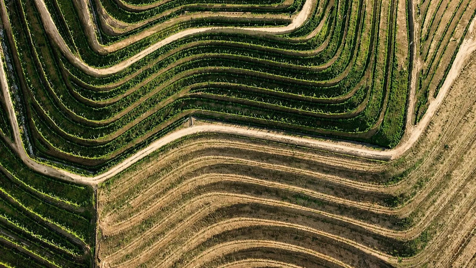 Viñedo en terrazas visto desde el aire